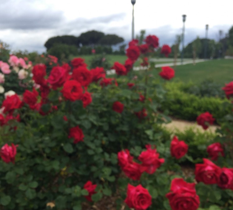 mc-cormick-family-rose-garden-at-emarald-glen-park-photo